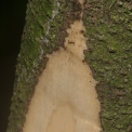 Aptandra zenkeri Slash. Aptandra zenkeri Slash.