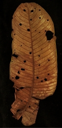 Pycnanthus angolensis Leaf, lower surface. Pycnanthus angolensis Leaf, lower surface.