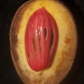 Pycnanthus angolensis Half fruit with red aril and single seed. Pycnanthus angolensis Half fruit with red aril and single seed.