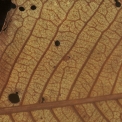 Pycnanthus angolensis Midrib and venation, leaf lower surface. Pycnanthus angolensis Midrib and venation, leaf lower surface.
