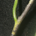 Diospyros bipindensis Petiole. Diospyros bipindensis Petiole.