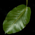 Milicia excelsa Leaf, upper surface. Milicia excelsa Leaf, upper surface.