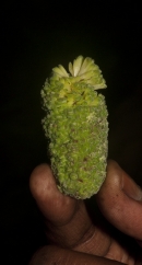 Milicia excelsa Inflorescence. Milicia excelsa Inflorescence.