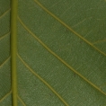 Milicia excelsa Midrib and venation, lower surface. Milicia excelsa Midrib and venation, lower surface.