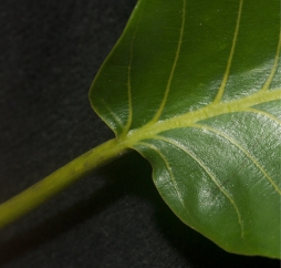 Milicia excelsa Petiole and leaf base, upper surface. Milicia excelsa Petiole and leaf base, upper surface.