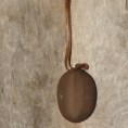 Albizia ferruginea Seed still attached on inside of papery fruit. Albizia ferruginea Seed still attached on inside of papery fruit.