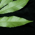 Bersama palustris Leaflet, lower surface. Bersama palustris Leaflet, lower surface.