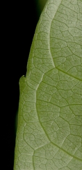 Bersama palustris Leaflet margin and venation, lower surface. Bersama palustris Leaflet margin and venation, lower surface.