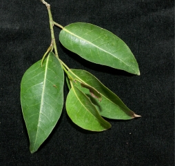 Irvingia smithii Leafy branch. Irvingia smithii Leafy branch.