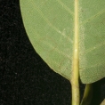Irvingia smithii Leaf base, lower surface. Irvingia smithii Leaf base, lower surface.