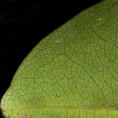 Maranthes glabra Midrib and venation, lower surface. Maranthes glabra Midrib and venation, lower surface.
