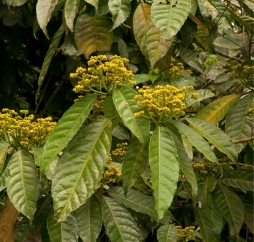 Rinorea oblongifolia Flowering branches. Rinorea oblongifolia Flowering branches.