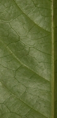 Rinorea oblongifolia Venation, lower leaf surface. Rinorea oblongifolia Venation, lower leaf surface.