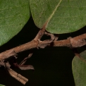 Parinari congensis Young leaves with stipules. Parinari congensis Young leaves with stipules.
