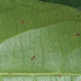 Barteria fistulosa Midrib and venation, leaf lower surface. Barteria fistulosa Midrib and venation, leaf lower surface.