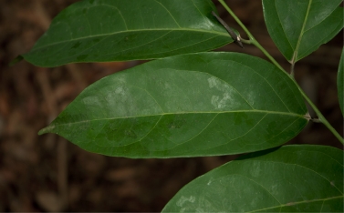 Diospyros iturensis leaf, upper surface. Diospyros iturensis leaf, upper surface.