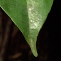 Diospyros iturensis Sommet de feuille, face supérieure. Diospyros iturensis Sommet de feuille, face supérieure.