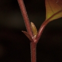 Homalium longistylum Stipules. Homalium longistylum Stipules.