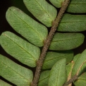 Cathormion altissimum Leaflets, lower surface. Cathormion altissimum Leaflets, lower surface.