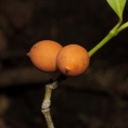 Garcinia ovalifolia Ripe fruit. Garcinia ovalifolia Ripe fruit.
