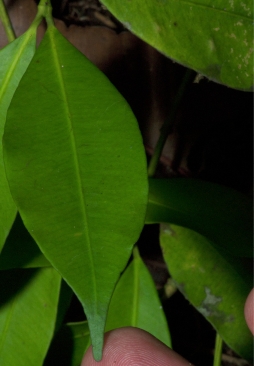 Garcinia ovalifolia Leaf, upper surface. Garcinia ovalifolia Leaf, upper surface.