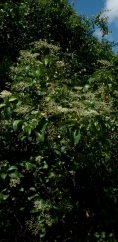 Psychotria djumaensis Habit. Psychotria djumaensis Habit.