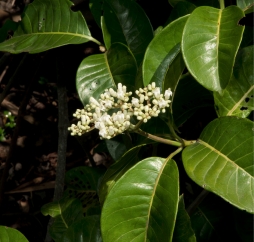 Psychotria djumaensis Inflorescence. Psychotria djumaensis Inflorescence.