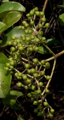 Psychotria djumaensis Immature fruit. Psychotria djumaensis Immature fruit.