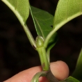 Psychotria djumaensis Stipule. Psychotria djumaensis Stipule.