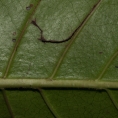 Psychotria djumaensis Midrib and venation, leaf lower surface. Psychotria djumaensis Midrib and venation, leaf lower surface.