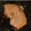 Homalium longistylum Slash. Homalium longistylum Slash.