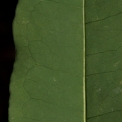 Aptandra zenkeri Midrib and venation, leaf lower surface. Aptandra zenkeri Midrib and venation, leaf lower surface.