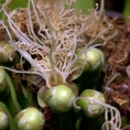 Maranthes glabra Flowers. Maranthes glabra Flowers.