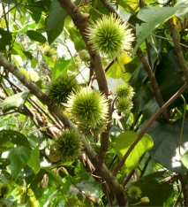 Caloncoba welwitschii Immature fruit. Caloncoba welwitschii Immature fruit.