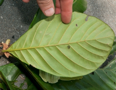 Aoranthe cladantha Leaf, lower surface. Aoranthe cladantha Leaf, lower surface.