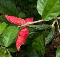 Cola urceolata Ripe and unripe fruits. Cola urceolata Ripe and unripe fruits.