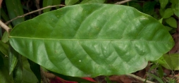 Cola urceolata Leaf, upper surface. Cola urceolata Leaf, upper surface.