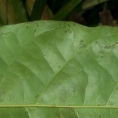 Cola urceolata Midrib and venation, leaf lower surface. Cola urceolata Midrib and venation, leaf lower surface.