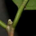 Psilanthus mannii Terminal bud, stipule and petiole. Psilanthus mannii Terminal bud, stipule and petiole.