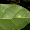 Psilanthus mannii Midrib and venation, leaf lower surface. Psilanthus mannii Midrib and venation, leaf lower surface.