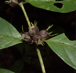 Psilanthus mannii Immature fruit. Psilanthus mannii Immature fruit.