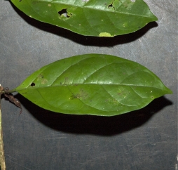 Psilanthus mannii Leaf, upper surface. Psilanthus mannii Leaf, upper surface.