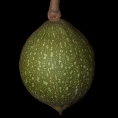 Caloncoba crepiniana Fruit. Caloncoba crepiniana Fruit.