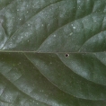 Caloncoba crepiniana Midrib and venation, leaf upper surface. Caloncoba crepiniana Midrib and venation, leaf upper surface.
