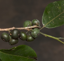 Margaritaria discoidea Immature fruit. Margaritaria discoidea Immature fruit.
