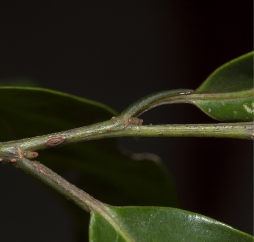 Margaritaria discoidea Petioles, leaf bases and stipular scars. Margaritaria discoidea Petioles, leaf bases and stipular scars.