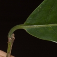 Margaritaria discoidea Leaf base and petiole, upper surface. Margaritaria discoidea Leaf base and petiole, upper surface.