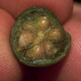Margaritaria discoidea Fruit cut in transverse section. Margaritaria discoidea Fruit cut in transverse section.