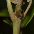 Macaranga monandra Stipules at the base of petiole. Macaranga monandra Stipules at the base of petiole.