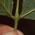 Markhamia tomentosa Leaflet bases, lower surface, and swollen node. Markhamia tomentosa Leaflet bases, lower surface, and swollen node.